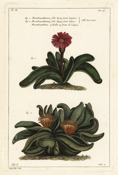 Planta de cuerno de alce, Rhombophyllum dolabriforme (Mesembryanthemum dolabriforme) de the Younger Dupin