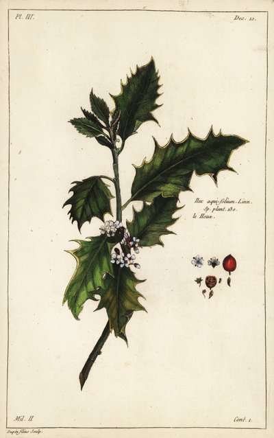 Acebo europeo, Ilex aquifolium, Linn de the Younger Dupin