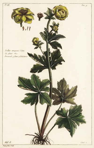 Globo de oro, Trollius europaeus, Linn de the Younger Dupin