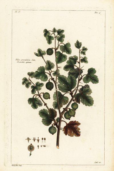 Grosella espinosa, Ribes grossularia de the Younger Dupin