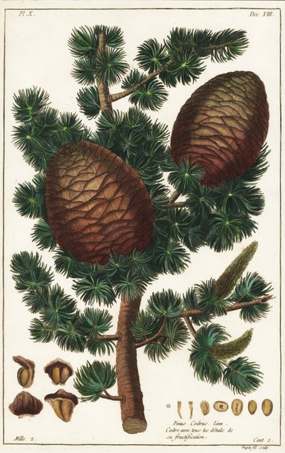 Cedro del Líbano, Cedrus libani Pinus cedrus Linn de the Younger Dupin
