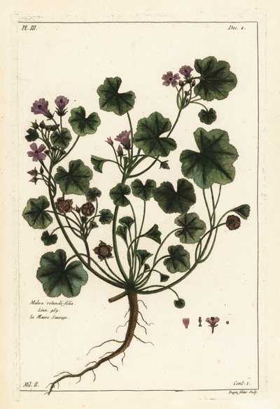 Malva común o malva de hojas redondas, Malva pusilla de the Younger Dupin