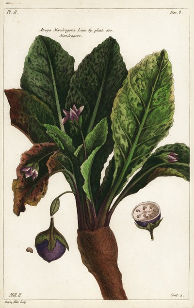 Mandrágora, Mandragora officinarum de the Younger Dupin