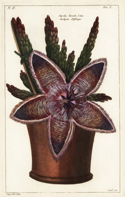 Flor estrella de mar o planta carroñera, Stapelia hirsuta Linn de the Younger Dupin