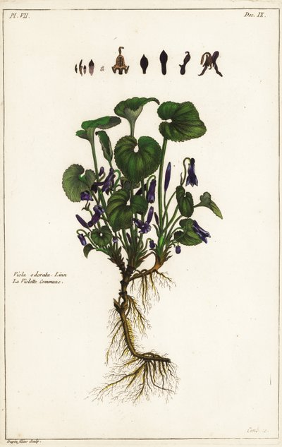 Violeta dulce, Viola odorata, Linn de the Younger Dupin