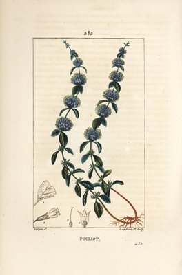 Menta Pouliot - Menta poleo, Mentha pulegium, con flor, hoja, tallo, raíz y  semilla. Grabado en cobre coloreado a mano por Lambert Junior a partir de  un dibujo de Pierre Jean-Francois Turpin