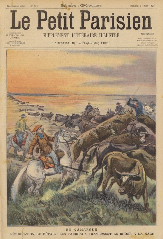 Migración de ganado en la Camarga: una manada de toros nadando a través del río Ródano (litografía a color) de (after) Carrey