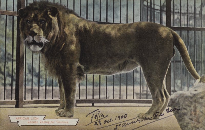 León africano, Jardines Zoológicos de Londres (foto en color) de (after) English photographer