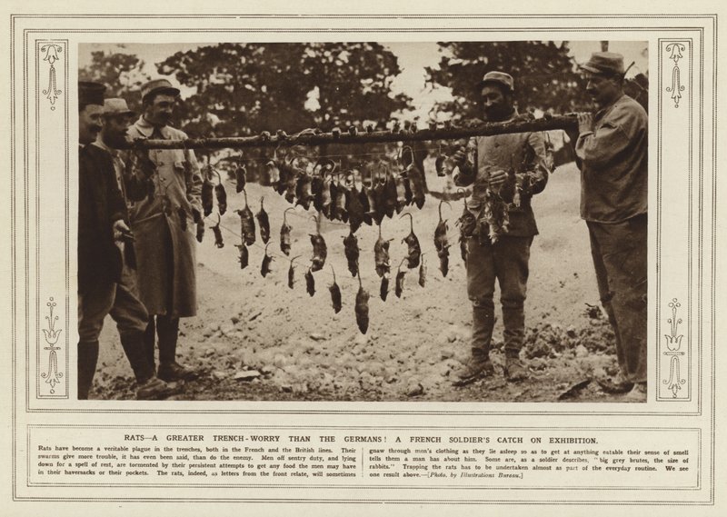 Las ratas, ¡más preocupantes que los alemanes! La captura de un soldado francés en exhibición (foto b/n) de (after) English photographer