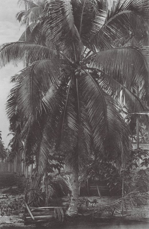 Singapur: Cocoanut Tree (foto b/n) de (after) English photographer