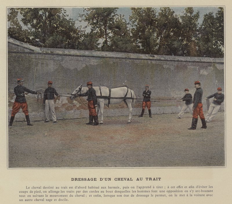 Entrenamiento de un caballo de tiro (foto coloreada) de (after) French Photographer