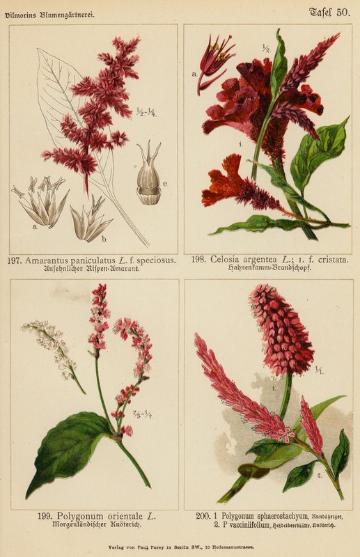 Amarantus Paniculatus, Celosia Argentea, Polygonum Orientale, Polygonum Sphaerostachyum, Polygonum Vacciniifolium (litografía en color) de (after) German School