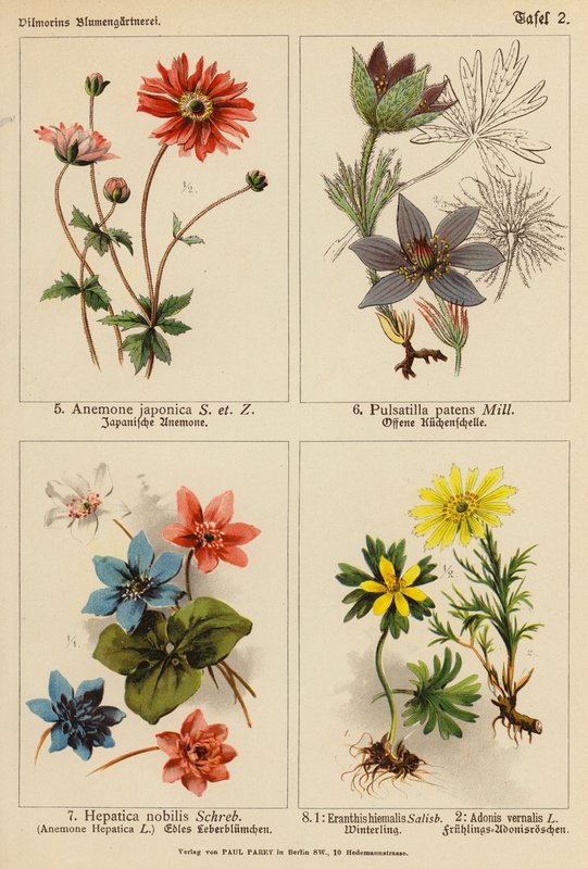 Anemone Japonica, Pulsatilla Patens, Hepatica Nobilis, Eranthis Hiemalis, Adonis Vernalis (litografía en color) de (after) German School