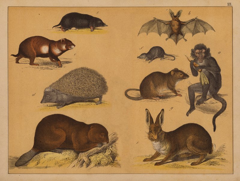 Animales (litografía en color) de (after) German School