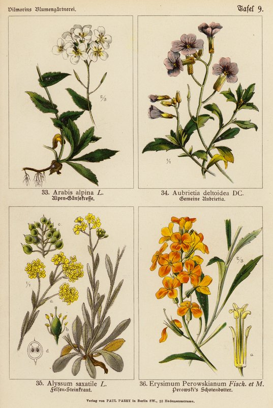 Arabis Alpina, Aubrietia Deltoidea, Alyssum Saxatile, Erysimum Perowskianum (litografía en color) de (after) German School