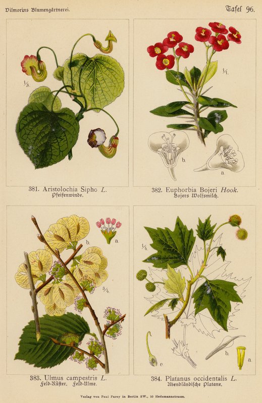 Aristolochia Sipho, Euphorbia Bojeri, Ulmus Campestris, Platanus Occidentalis (litografía en color) de (after) German School