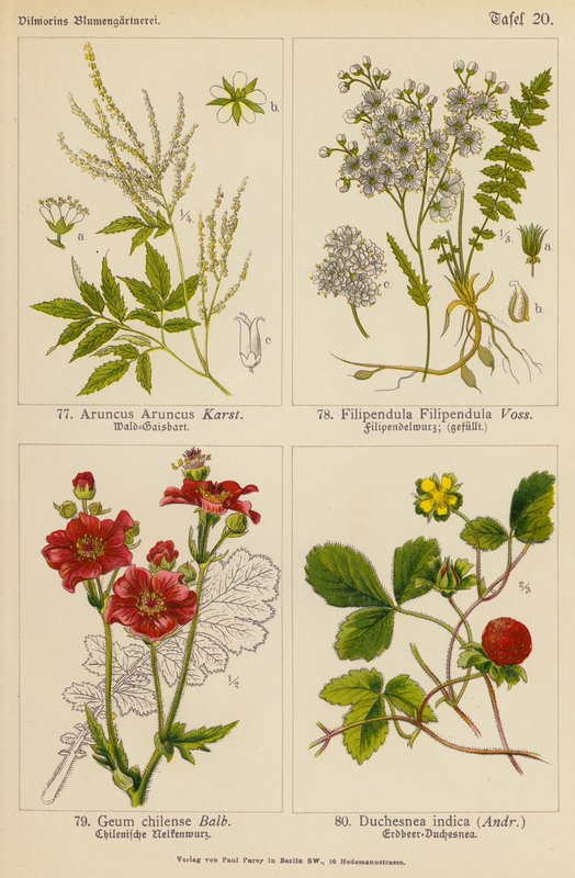 Aruncus Aruncus, Filipendula Filipendula, Geum Chilense, Duchesnea Indica (litografía en color) de (after) German School