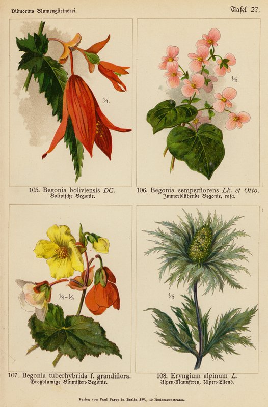 Begonia Boliviensis, Begonia Semperflorens, Begonia Tuberhybrida, Eryngium Alpinum (litografía en color) de (after) German School