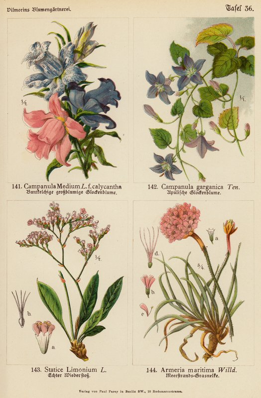 Campanula Medium, Campanula Garganica, Statice Limonium, Armeria Maritima (litografía en color) de (after) German School