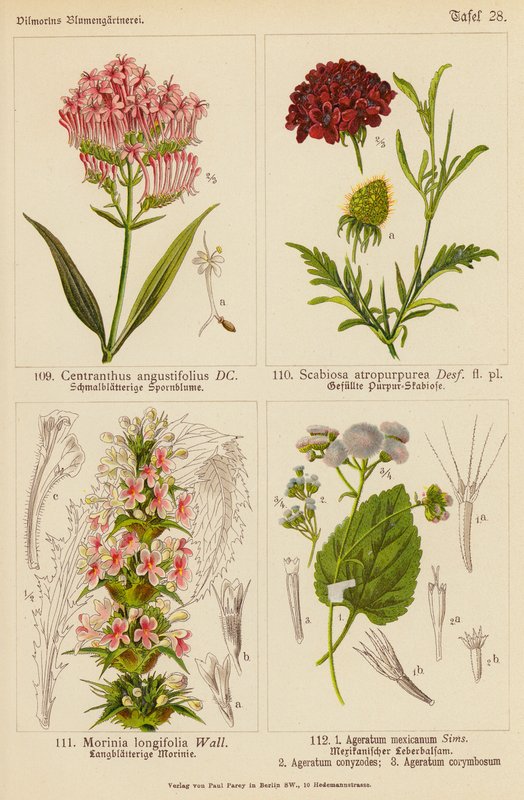 Centranthus Angustifolius, Scabiosa Atropurpurea, Morinia Longifolia, Ageratum Mexicanum, Ageratum Conyzodes, Ageratum Corymbosum (litografía en color) de (after) German School