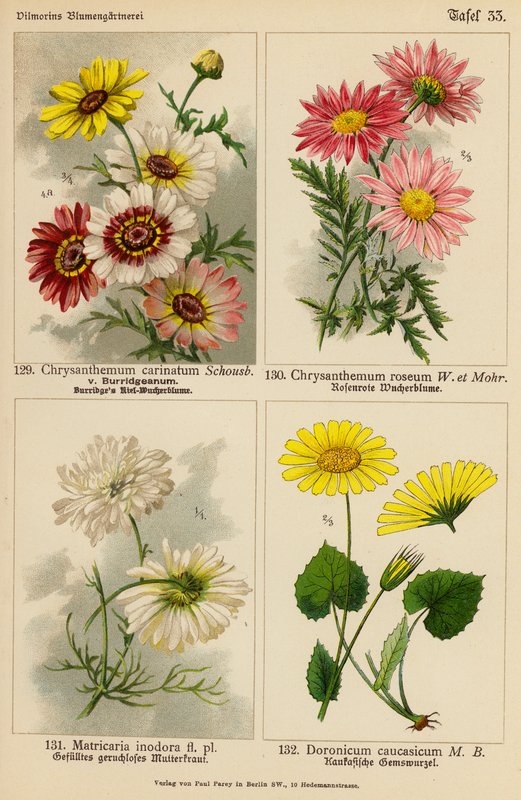 Chrysanthemum Carinatum, Chrysanthemum Roseum, Matricaria Inodora, Doronicum Caucasicum (litografía en color) de (after) German School