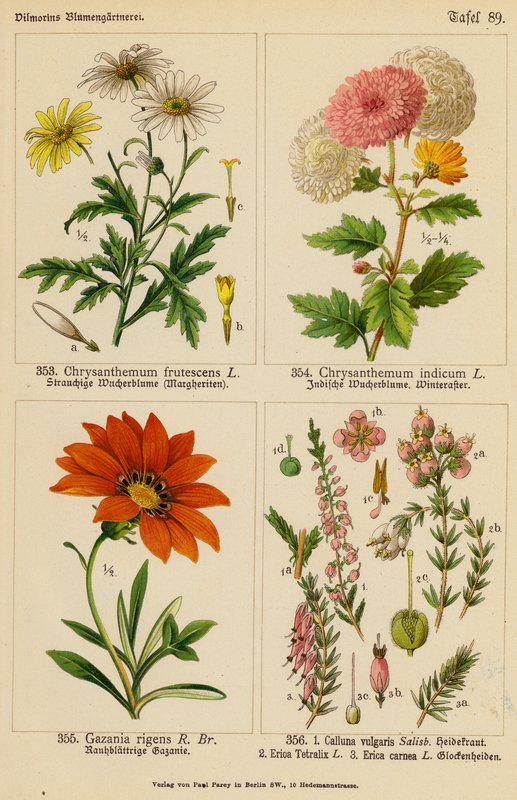 Chrysanthemum Frutescens, Chrysanthemum Indicum, Gazania Rigens, Calluna Vulgaris, Erica Tetralix, Erica Carnea (litografía en color) de (after) German School