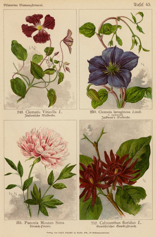 Clematis Viticella, Clematis Lanuginosa, Paeonia Moutan Sims, Calycanthus Floridus (litografía en color) de (after) German School