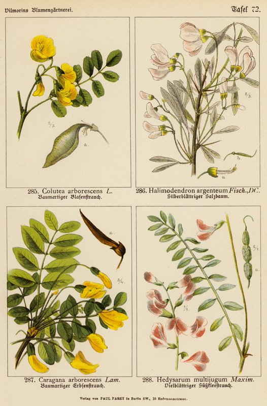 Colutea Arborescens, Halimodendron Argenteum, Caragana Arborescens, Hedysarum Multijugum (litografía en color) de (after) German School
