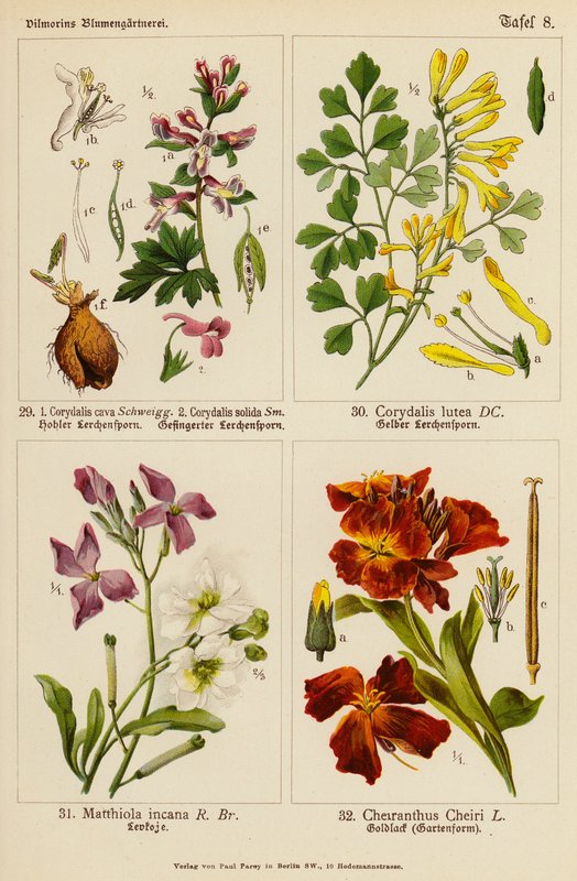 Corydalis cava, Corydalis solida, Corydalis lutea, Matthiola incana, Cheiranthus cheiri (litografía en color) de (after) German School