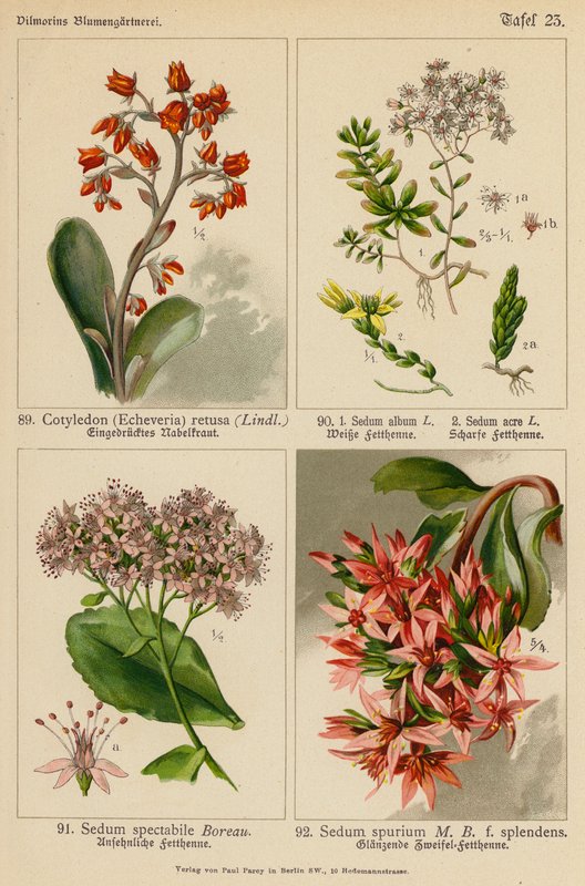 Cotyledon (Echeveria) Retusa, Sedum Album, Sedum Acre, Sedum Spectabile, Sedum Spurium (litografía en color) de (after) German School