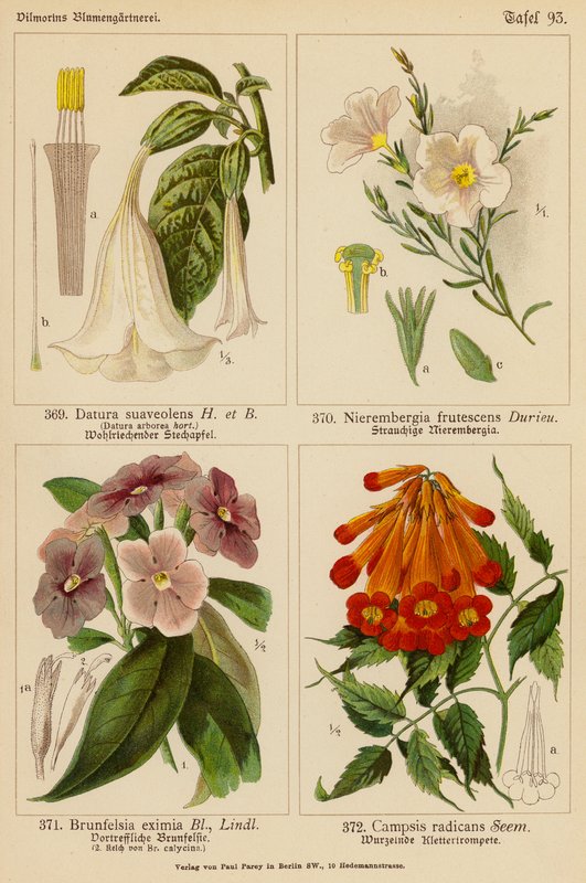 Datura Suaveolens, Nierembergia Frutescens, Brunfelsia Eximia, Campsis Radicans (litografía en color) de (after) German School