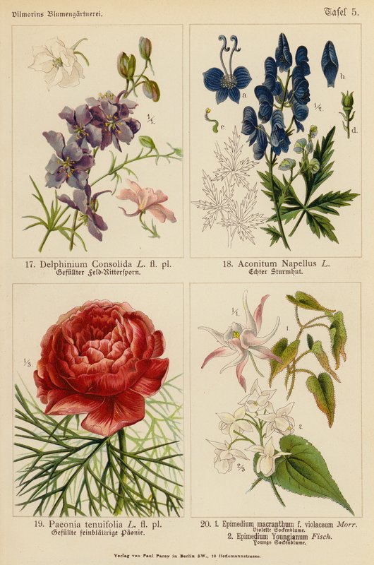 Delphinium Consolida, Aconitum Napellus, Paeonia Tenuifolia, Epimedium Macranthum F Violaceum, Epimedium Youngianum (litografía en color) de (after) German School