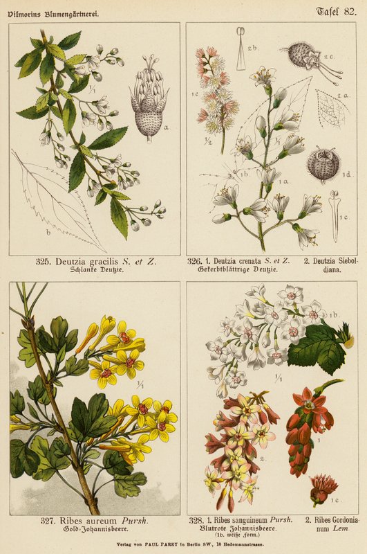 Deutzia Gracilis, Deutzia Crenata, Deutzia Sieboldiana, Ribes Aureum, Ribes Sanguineum, Ribes Gordonianum (litografía en color) de (after) German School