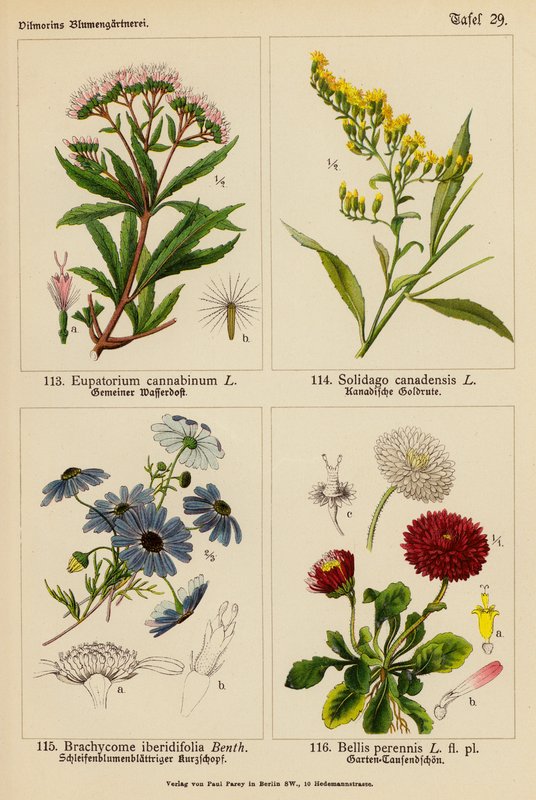 Eupatorium Cannabinum, Solidago Canadensis, Brachycome Iberidifolia, Bellis Perennis (litografía en color) de (after) German School