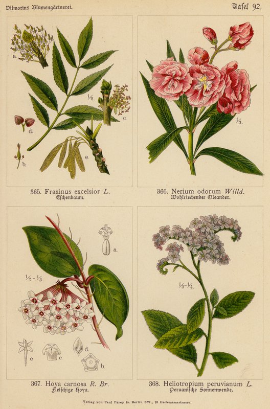 Fraxinus Excelsior, Nerium Odorum, Hoya Carnosa, Heliotropium Peruvianum (litografía en color) de (after) German School