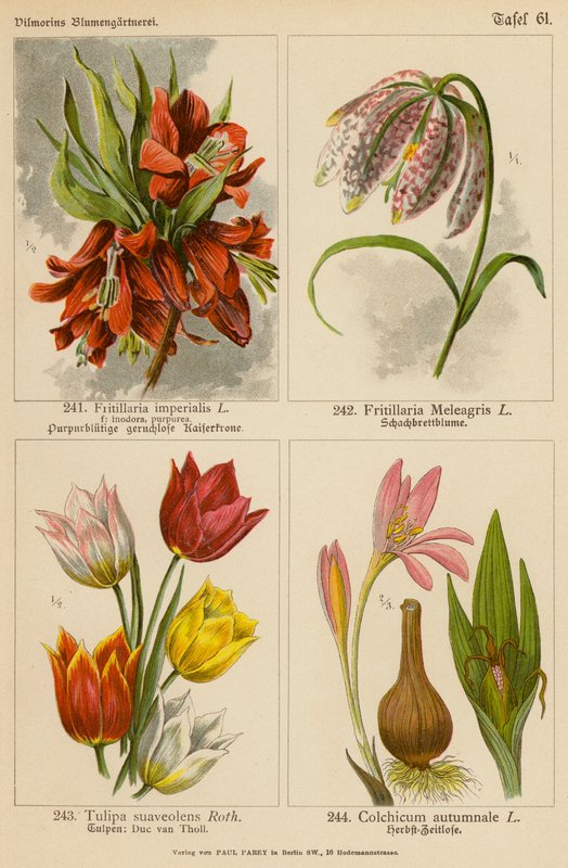 Fritillaria Imperialis, Fritillaria Meleagris, Tulipa Suaveolens, Colchicum Autumnale (litografía en color) de (after) German School