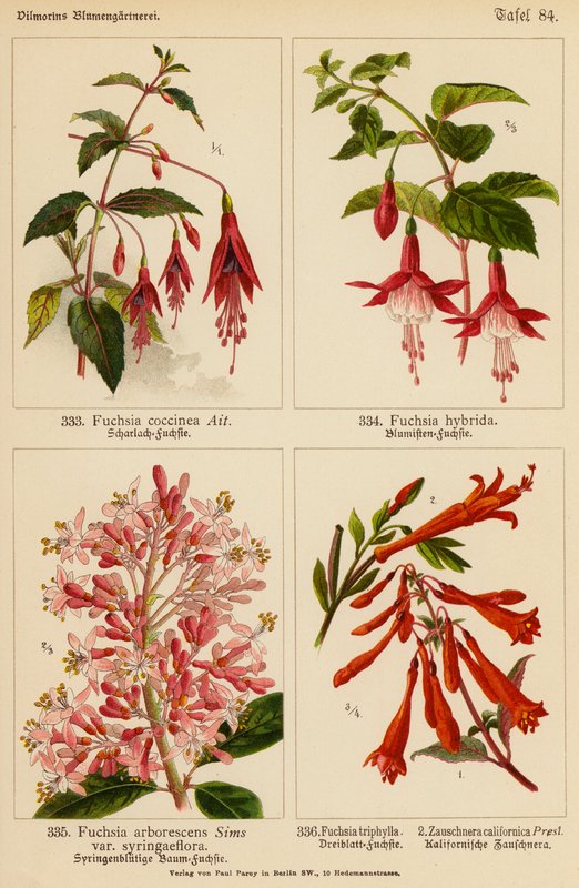 Fuchsia Coccinea, Fuchsia Hybrida, Fuchsia Arborescens, Fuchsia Triphylla, Zauschnera Californica (litografía en color) de (after) German School