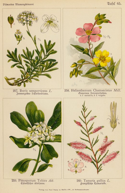 Iberis Sempervirens, Helianthemum Chamaecistus, Pittosporum Tobira, Tamarix Gallica (litografía en color) de (after) German School