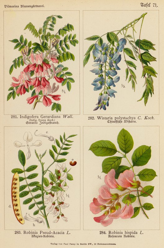 Indigofera Gerardiana, Wistaria Polystachya, Robinia Pseud-Acacia, Robinia Hispida (colour litho) de (after) German School