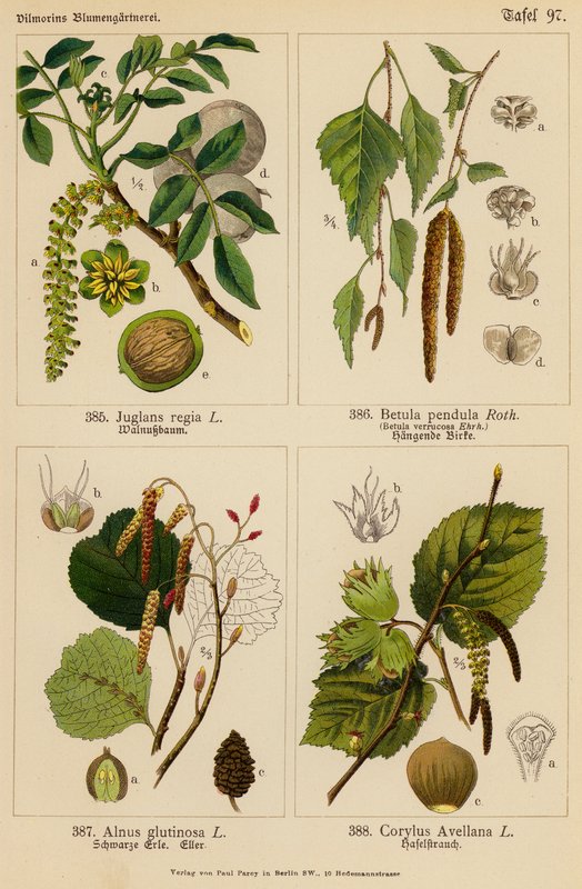 Juglans Regia, Betula Pendula, Alnus Glutinosa, Corylus Avellana (litografía en color) de (after) German School