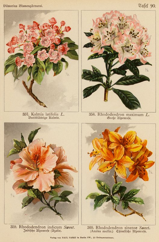 Kalmia Latifolia, Rhododendron Maximum, Rhododendron Indicum, Rhododendron Sinense (litografía en color) de (after) German School