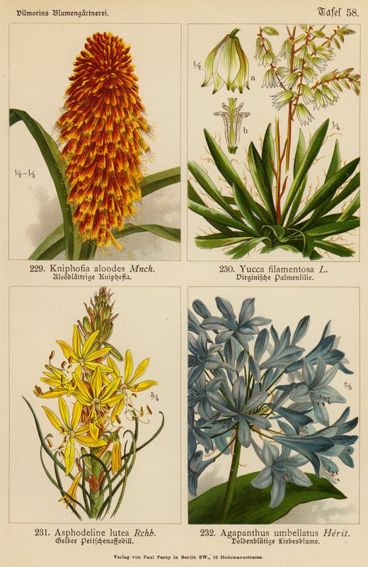 Kniphofia Aloodes, Yucca Filamentosa, Asphodeline Lutea, Agapanthus Umbellatus (litografía en color) de (after) German School