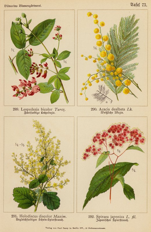Lespedezia Bicolor, Acacia Dealbata, Holodiscus Discolor, Spiraea Japonica (litografía en color) de (after) German School