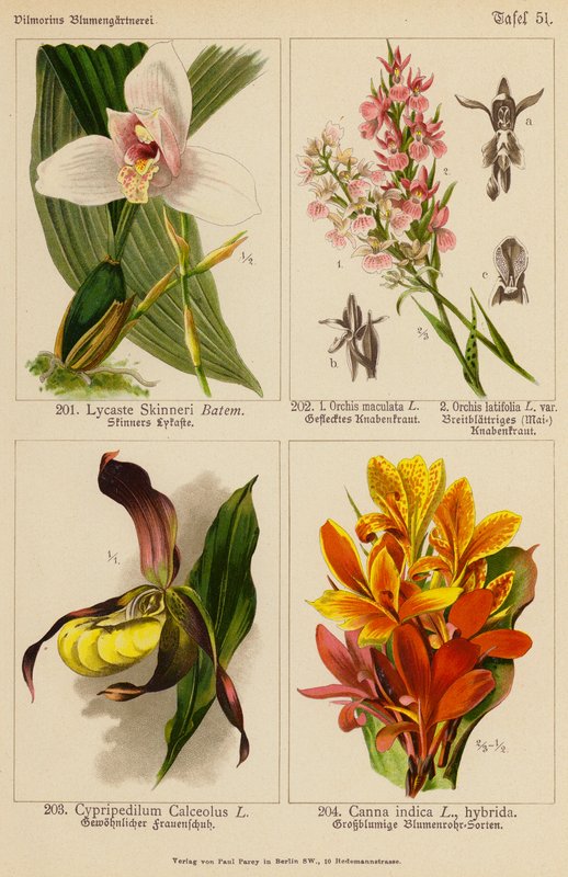 Lycaste Skinneri, Orchis Maculata, Orchis Latifolia, Cypripedilum Calceolus, Canna Indica (litografía en color) de (after) German School