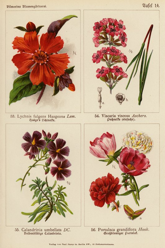 Lychnis Fulgens Haageana, Viscaria Viscosa, Calandrinia Umbellata, Portulaca Grandiflora (litografía en color) de (after) German School