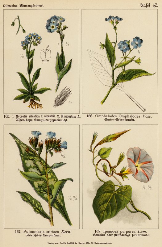Myosotis silvatica, Myosotis palustris, Omphalodes omphalodes, Pulmonaria stiriaca, Ipomoea purpurea (litografía en color) de (after) German School