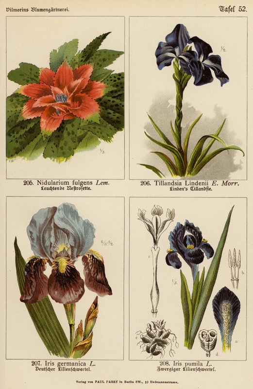 Nidularium Fulgens, Tillandsia Lindenii, Iris Germanica, Iris Pumila (litografía en color) de (after) German School