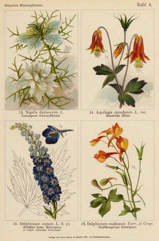 Nigella Damascena, Aquilegia Canadensis, Delphinium Elatum, Delphinium Nudicaule (litografía en color) de (after) German School