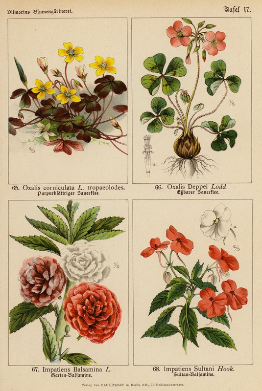 Oxalis Corniculata, Oxalis Deppei, Impatiens Balsamina, Impatiens Sultani (litografía en color) de (after) German School
