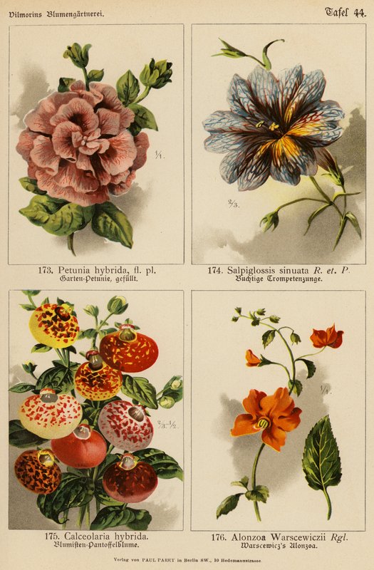 Petunia Hybrida, Salpiglossis Sinuata, Calceolaria Hybrida, Alonzoa Warscewiczii (litografía en color) de (after) German School